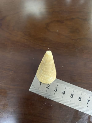 좋은 가격 7000 pcs/H 자동 작은 굴려진 설탕 콘 성형기 온라인으로